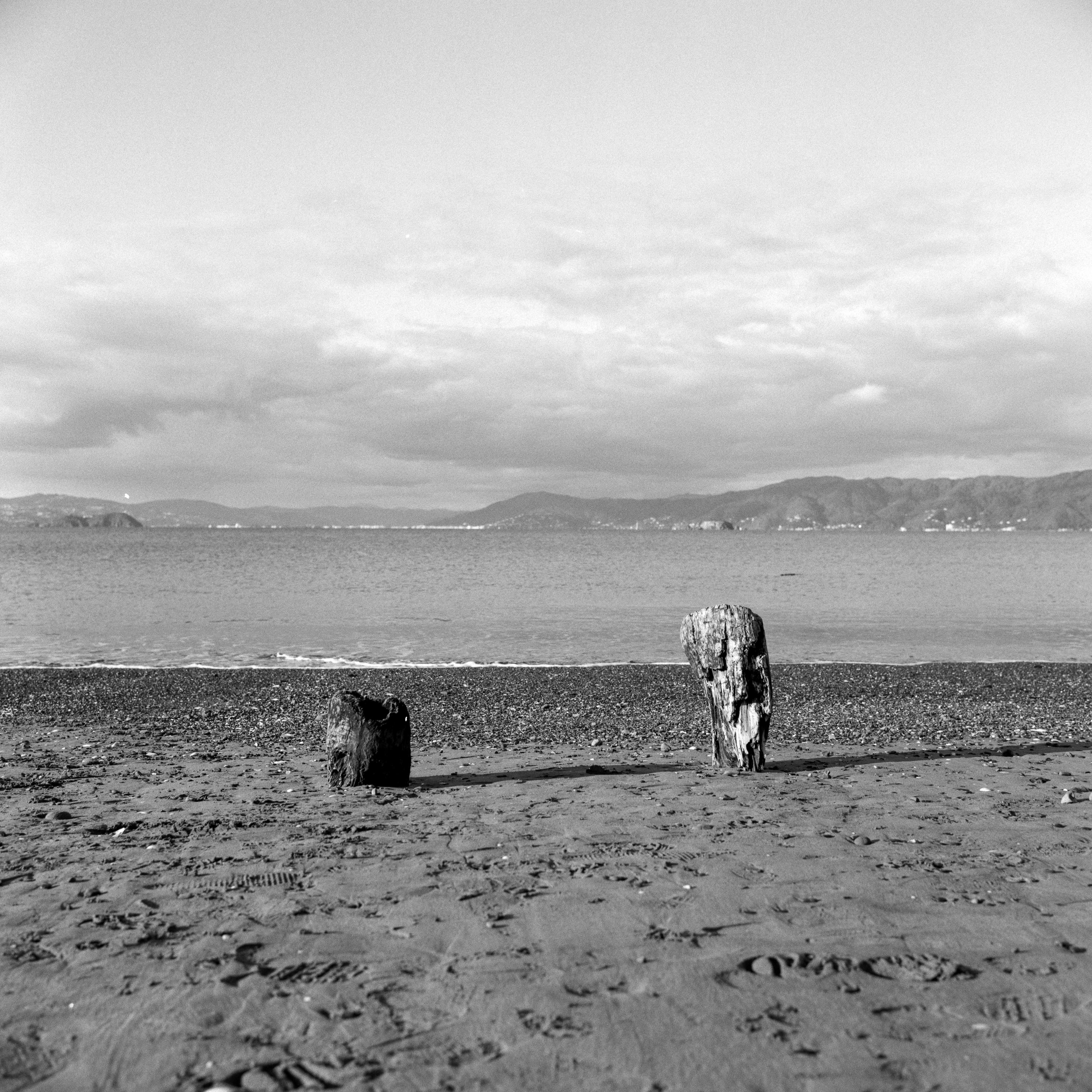 Photo of driftwood on a sea shore 