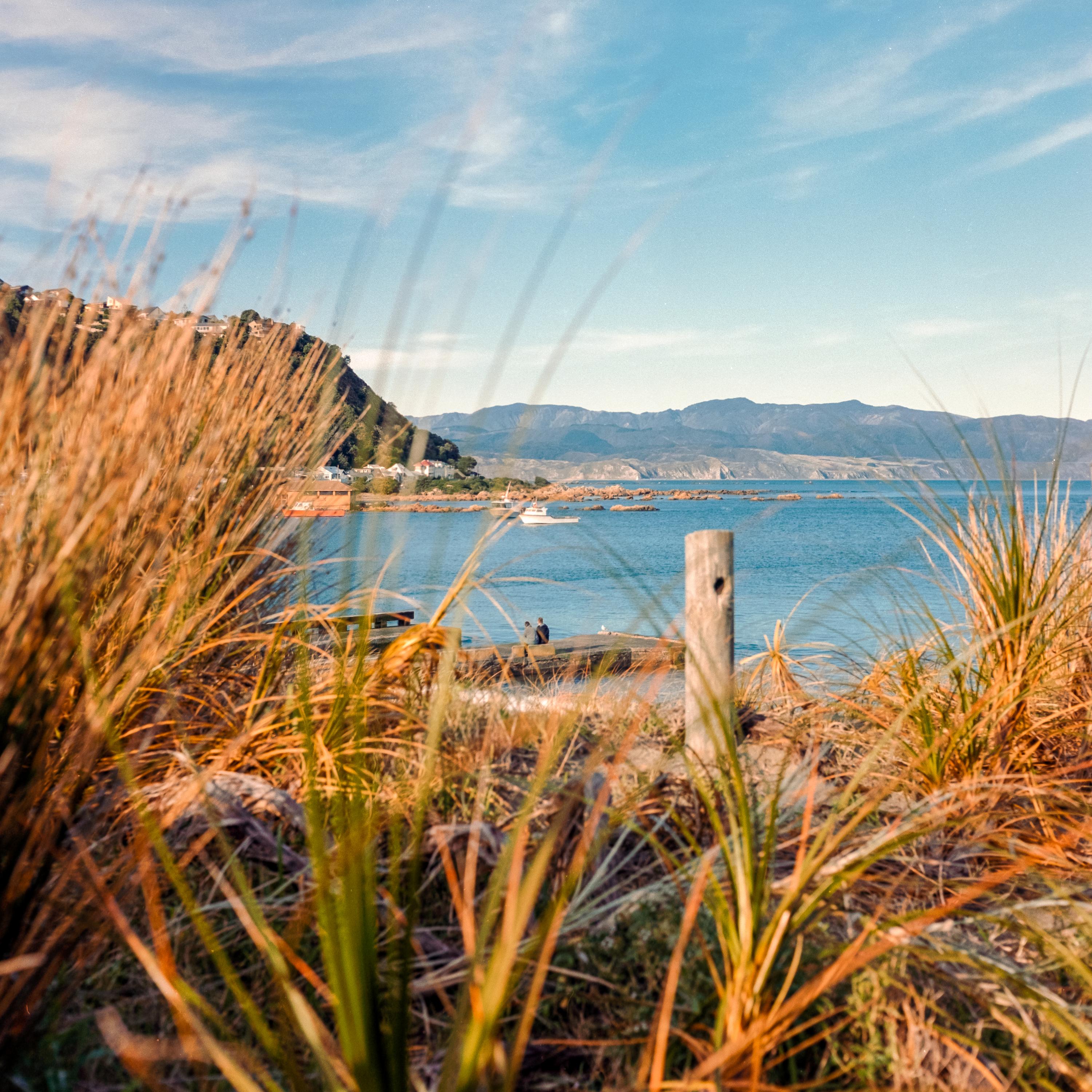 Photo of seaside taken through long reeds