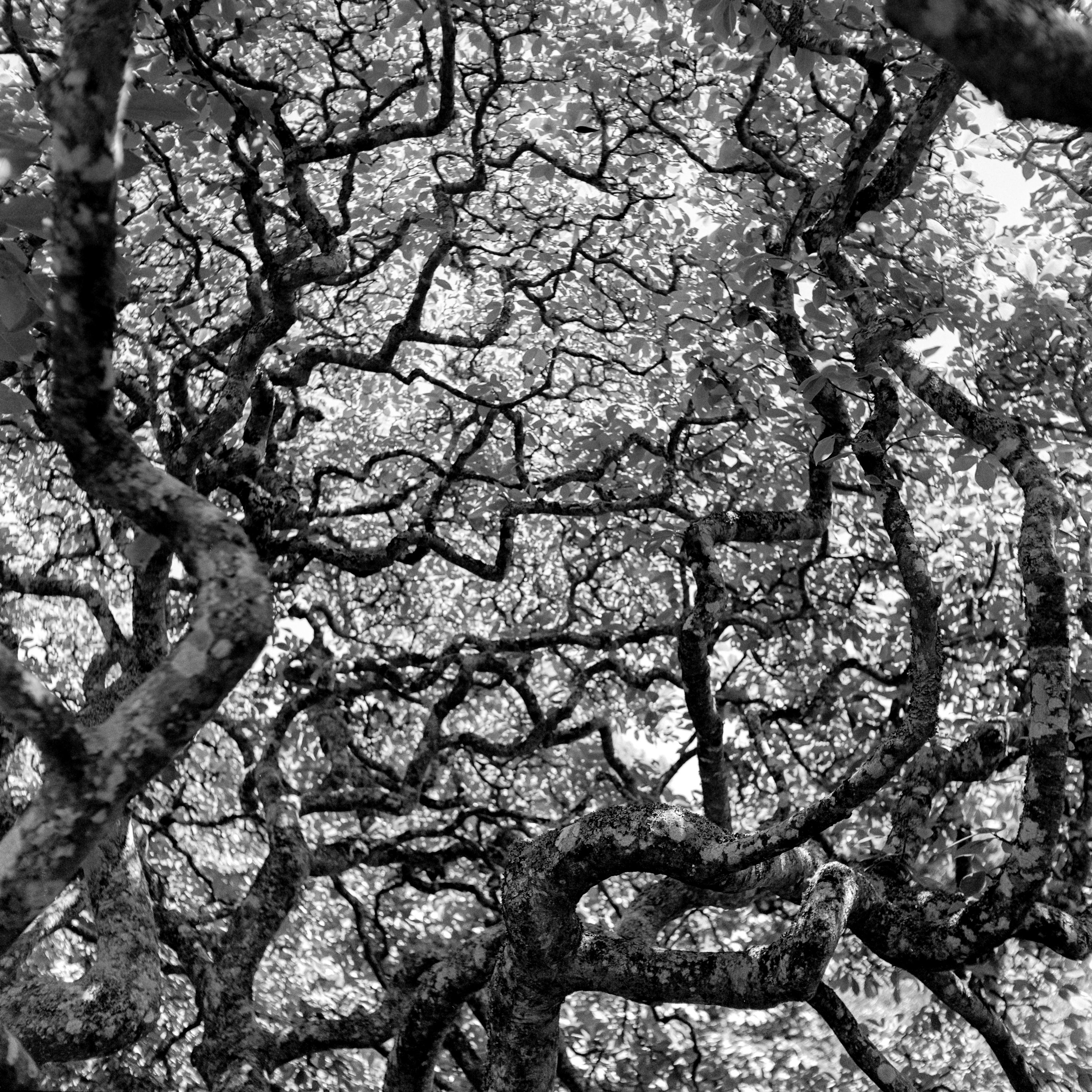 Photo of tree canopy branches 